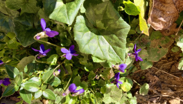 Votre bouquet du Dimanche 27 Février