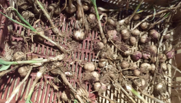 Le jardin du 25 Juillet 