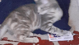 Le q-K : (Re- ?) Construire l’intime en sexe-posant ?