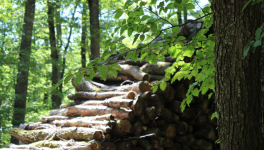 Et vous, aimez-vous pique-niquer?