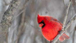 La servante écarlate de Margaret Atwood