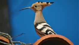  Les oiseaux migrateurs et le confinement