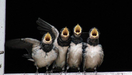 Faire comme l'oiseau