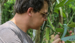 Standardisation des milieux de multiplication pour la culture in vitro de la vanille