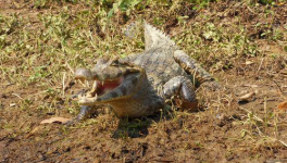 Swimming with Alligators and Pirhanas