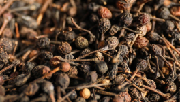 Sélection du poivre sauvage de Madagascar Par Le Comptoir de Toamasina