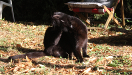 Le flair des félins