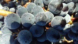 Buvons du vin rouge pour lutter contre les virus mutants