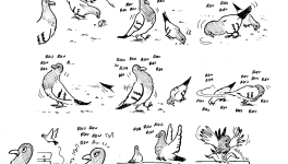 Amours, Pigeons &amp; éducation sexuelle