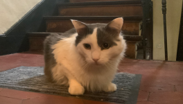 Pendant que les Souris dansent…