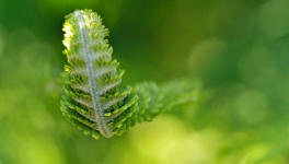 Mini expo photo 17 : Les têtes-de-violon