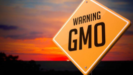 MAFIA &amp; Co : no test no sport