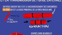 Les costamères et la transmission de force latérale