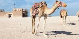 Malgré les cheikhs, les couleurs LGBT de notre ministre des sports ont semé la zizanie au pays des abayas.