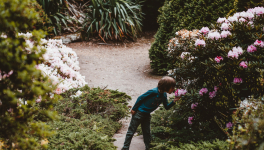 La Fleur et l'Apôtre