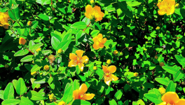 Chapitre 6 : La salle secrète...