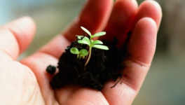 Are You Fortunate to Have A Green Thumb?