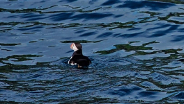  Le clan Mac Areux sur les falaises du Caithness 