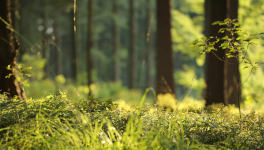 Préquel Odyssées cosmiques : Cerf