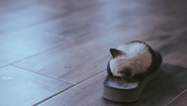 Pantoufle (19/05/2020)