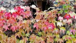 Syndrome de Stockholm (2/2)