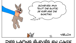 Lapins de cage et de chasse