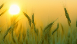 Du grain solitaire au pain des vivants