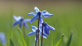 Virus et biodiversité