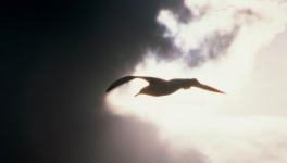 Le beau sourire sous le masque…