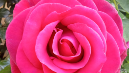 Libres Anne et Philémon