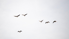 L'amour donne des ailes