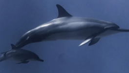 Dauphin