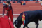 Toréro