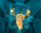 Prostate