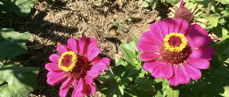 Le jardin du 8 Septembre