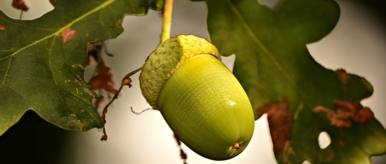Cupule