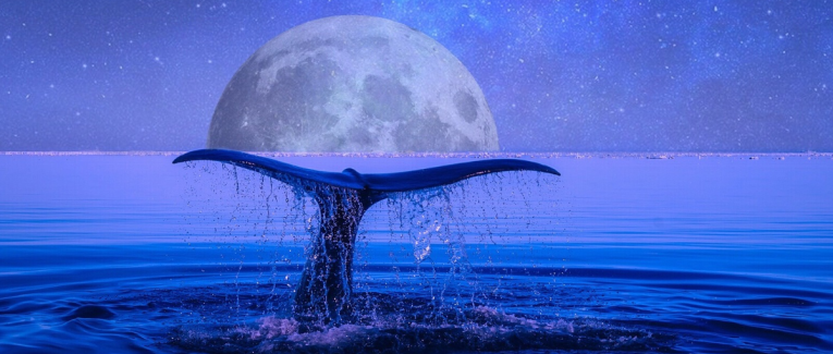 Les baleines bleues ...