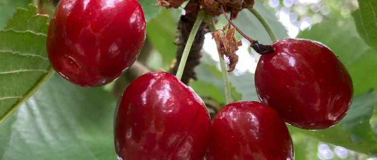 Les cerises de la joie et de l’amour