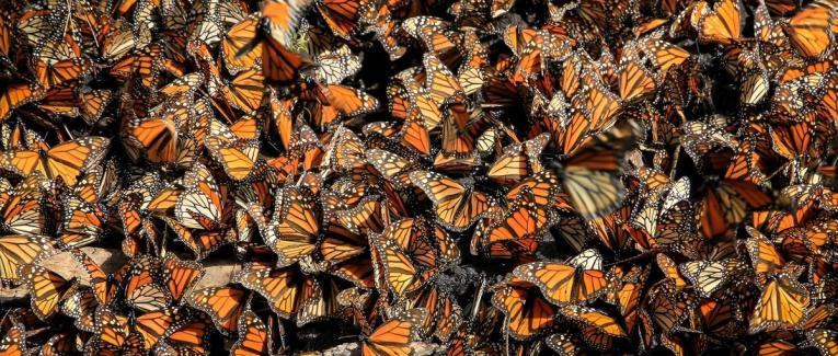 Les papillons de Camille ont disparu