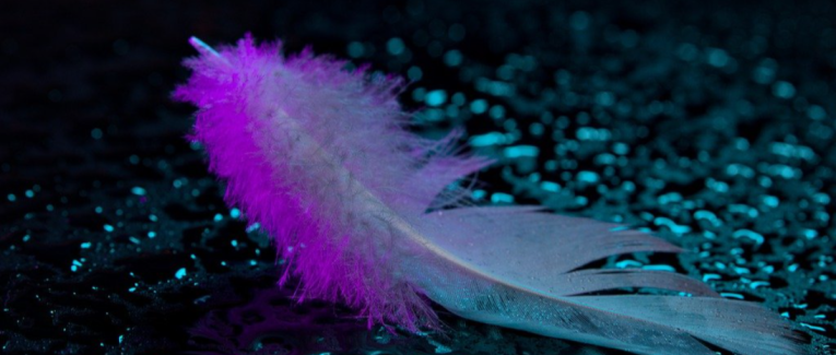 Dernière plume