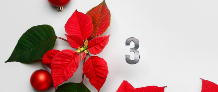 Jour 3 : La légende du Poinsettia