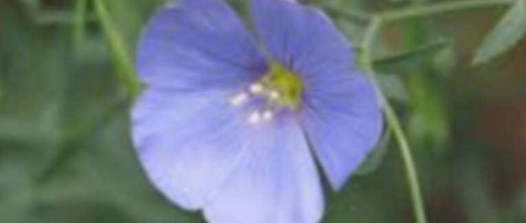 Cette petite fleur
