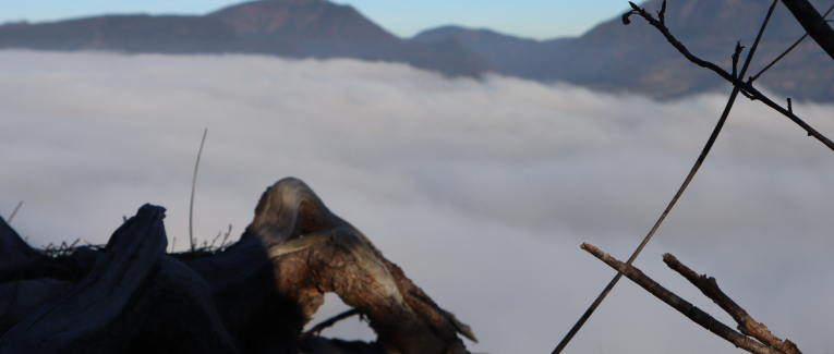 Intergenerational Trauma Transmission and the Path to Resilience