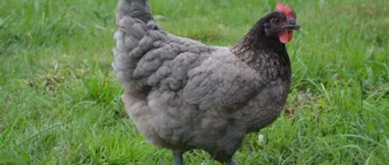 Coucher les poules