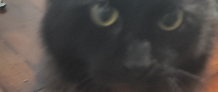 Il re dei gatti .3
