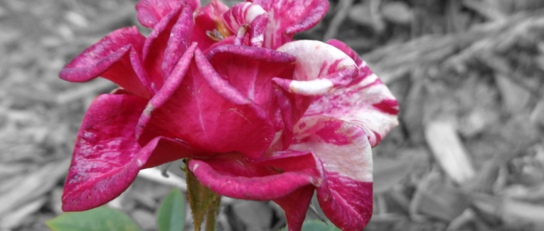 Flora Chapitre 19