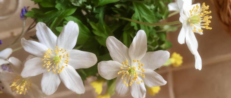 Le jardin du 19 Mars