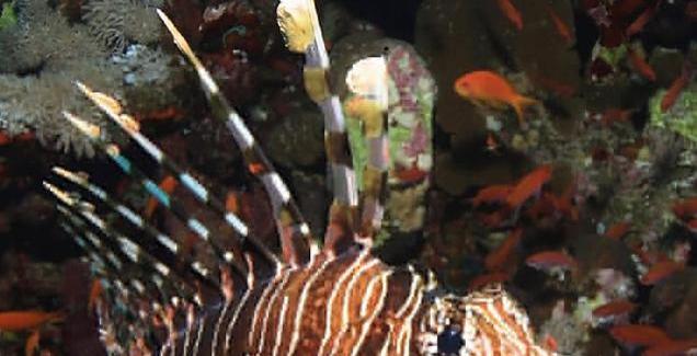 Le poisson lion et le système
