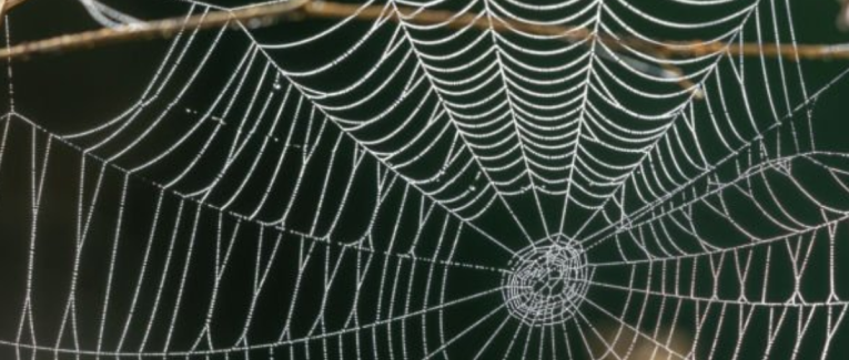 Ukraine , l’araignée qui fait mal