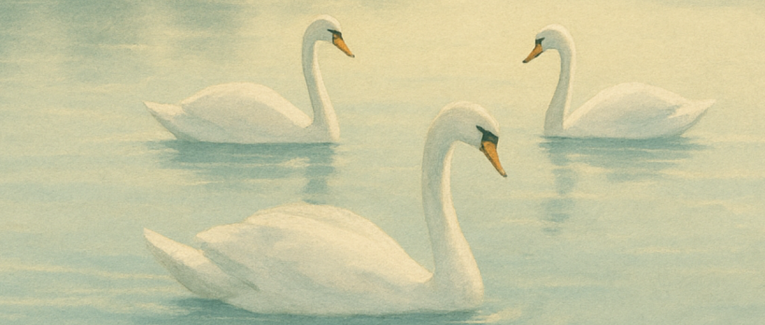 Les cygnes sur l'eau
